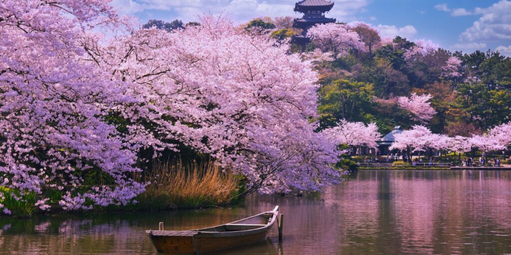 Japan-cherry-blossom-forecast-2025-B Visitors enjoying a peaceful walk under pink cherry blossoms in The Meadows, Edinburgh.